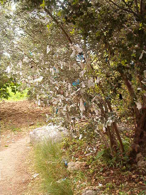 Wishing Tree