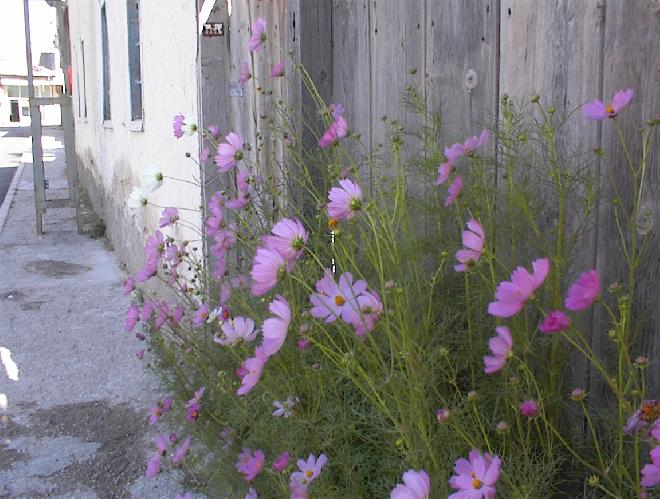 Cosmos blooming by fence