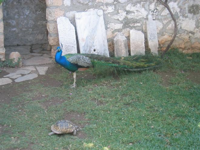 The Peacock and the Tortoise