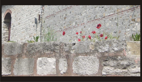 Flowers of Topkapi 