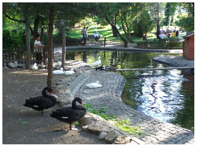 Black swans in Kuğulu Park
