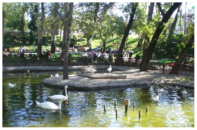 White swans in Kuğulu Park