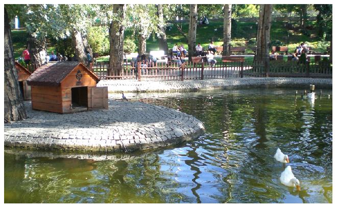 Ducks in Kuğulu Park