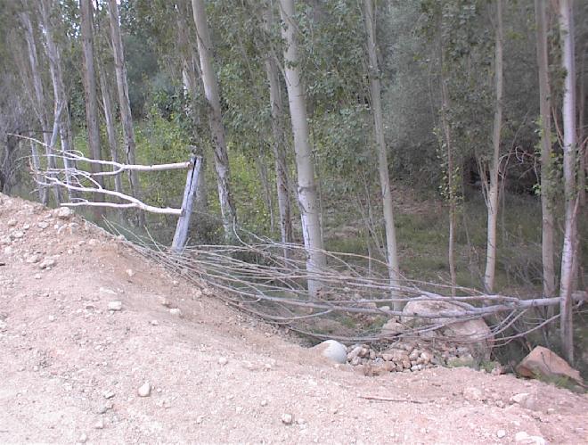 tree fence