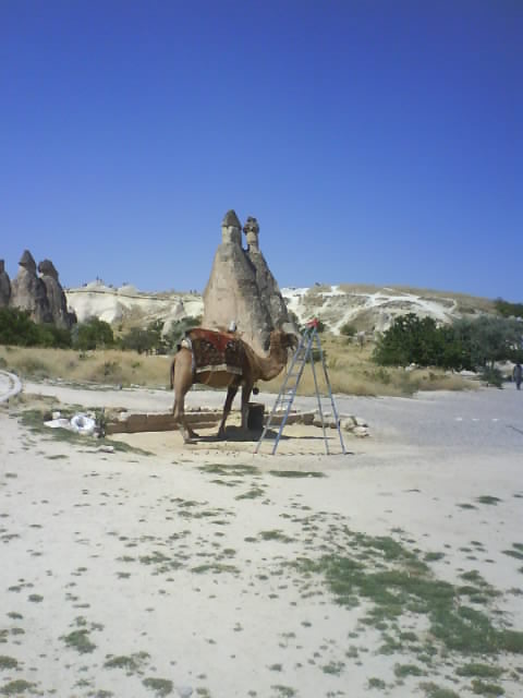 Camel