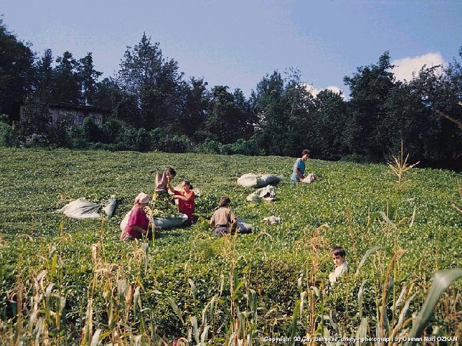 picking tea