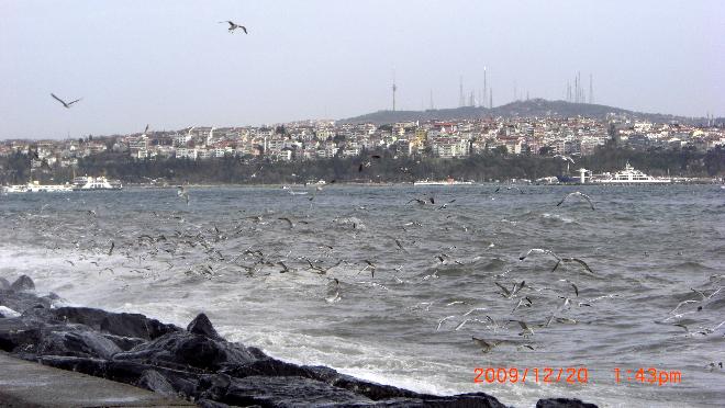 See gulls