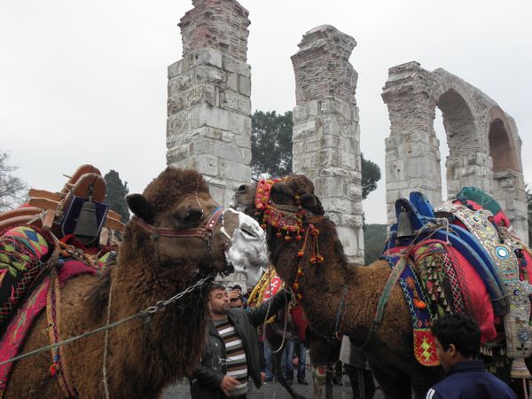 Turkish Camels 