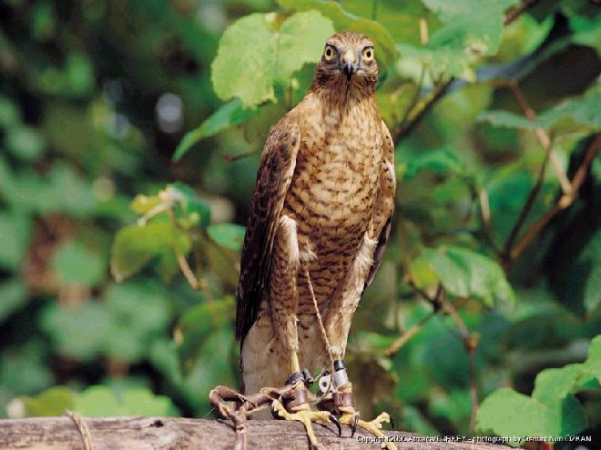 Falcon in Arhavi, Artvin