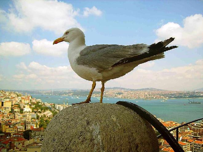 Seagul from Galata Tower