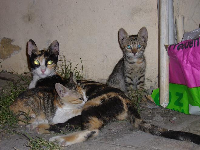 Lefkoşa alley cats