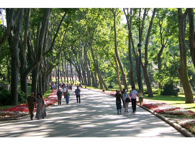 Walking through the avenue of Plane trees