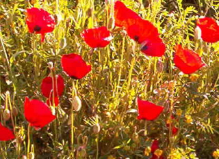 Anatolian Poppies