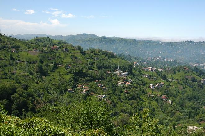 Tea Plants in Rize