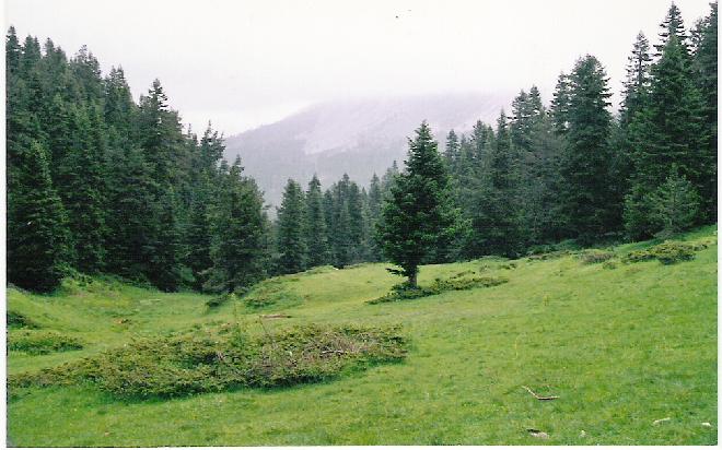 Ilgaz mountain