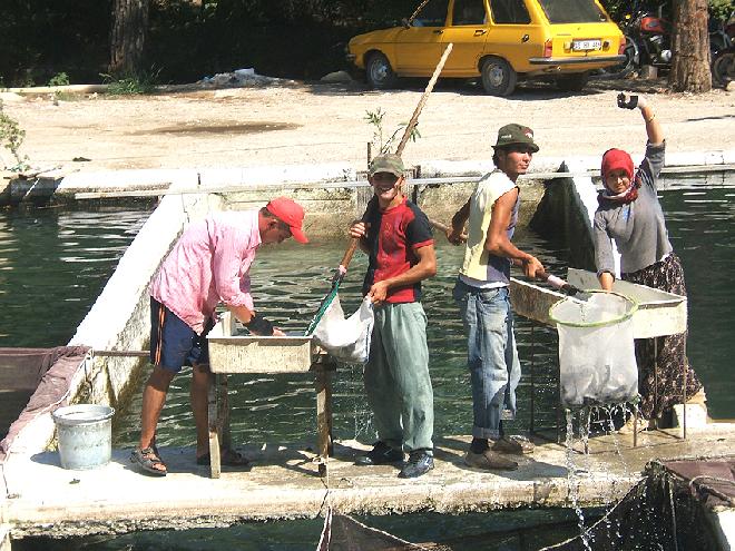 Trout Farm