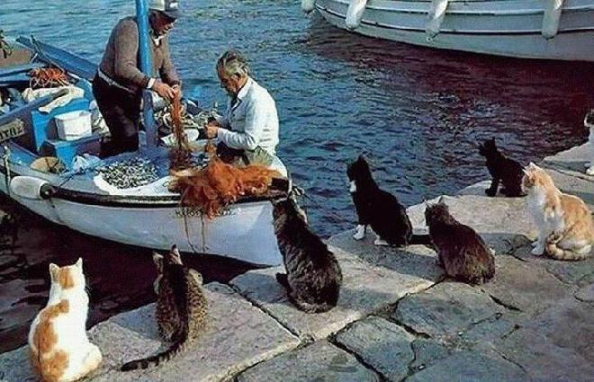 Cats waiting for fisherman