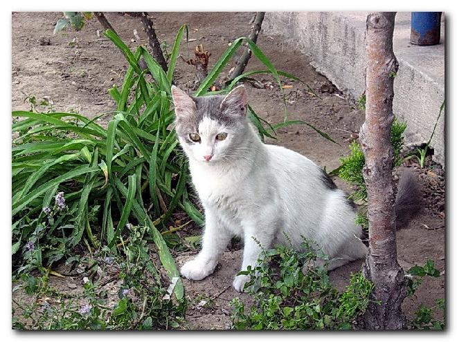 Turkish Cats - Kapýkule