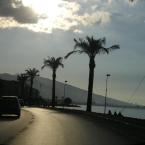 Palmtrees alongside the boulevard,  Göztepe