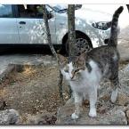 Turkish Cats – Kurþunlu Waterfalls