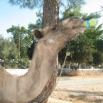 Pictures: camel