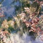 Kurşunlu Waterfalls - Fallen leaves