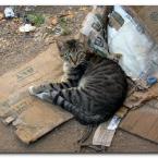 Turkish Cats - Çanakkale 1