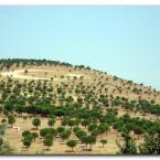 Landscape near Bergama