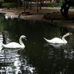 Ankara Swans