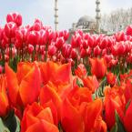 Tulips and mosque