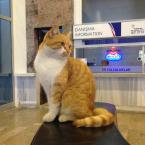 Pictures: Watchcat of Sirkeci Sentral Station