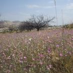 Wild flowers in Cappadocia