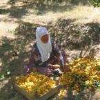 old woman selecting apricots