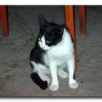 Turkish Cats – Manavgat