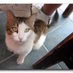 Turkish Cats – Fethiye