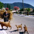 Pictures: Icmeler village life