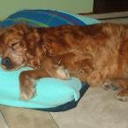 Pictures: My Cocker Spaniel