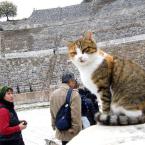 A cat at Ephesos