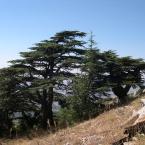 Pictures: Cedrus libani