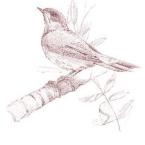 Pictures: Pictures of Nightingale