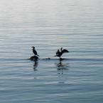 Pictures: Cormorants