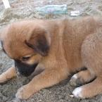 A beach-puppy