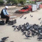 Feed the birds in Buyuk Ada