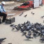 Pictures: Feeding the Birds
