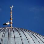 Stork on mosque