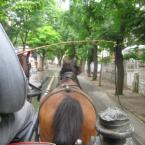 Pictures: Horse Carriage Ride in Turkey 