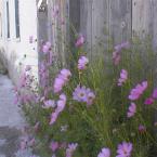 Cosmos blooming by fence