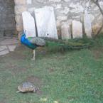 The Peacock and the Tortoise