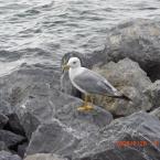 Seagull