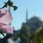 Blue Mosque